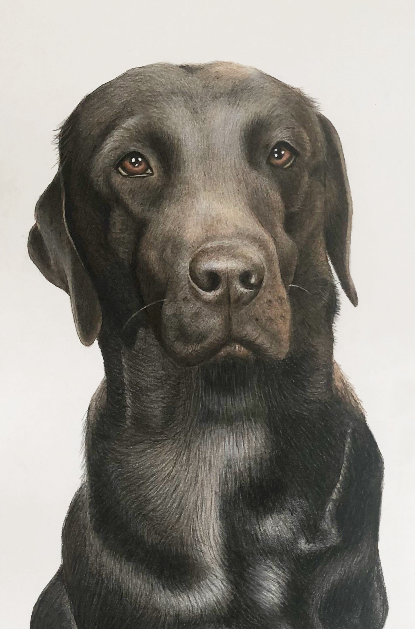 Osborne_Pet_&_Wildlife_Portraits Osborne_Pet_And_Wildlife_Portraits Black_lab_portrait_Somerset
