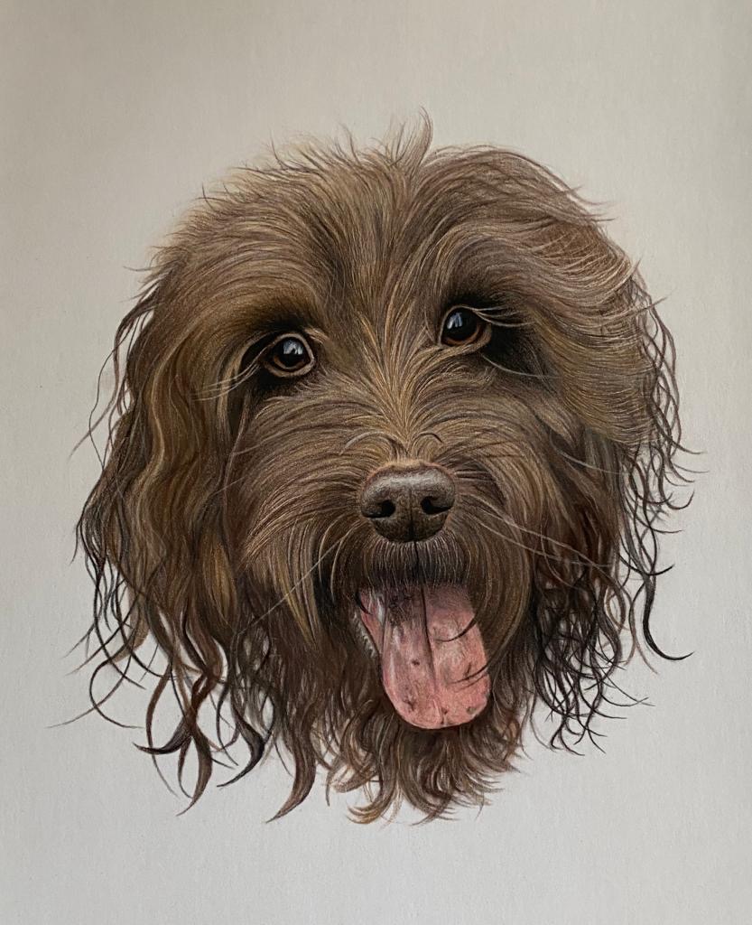 Osborne_Pet_&_Wildlife_Portraits Osborne_Pet_And_Wildlife_Portraits Drawing_Cockapoo_Somerset Cockapoo_Portrait_Somerset