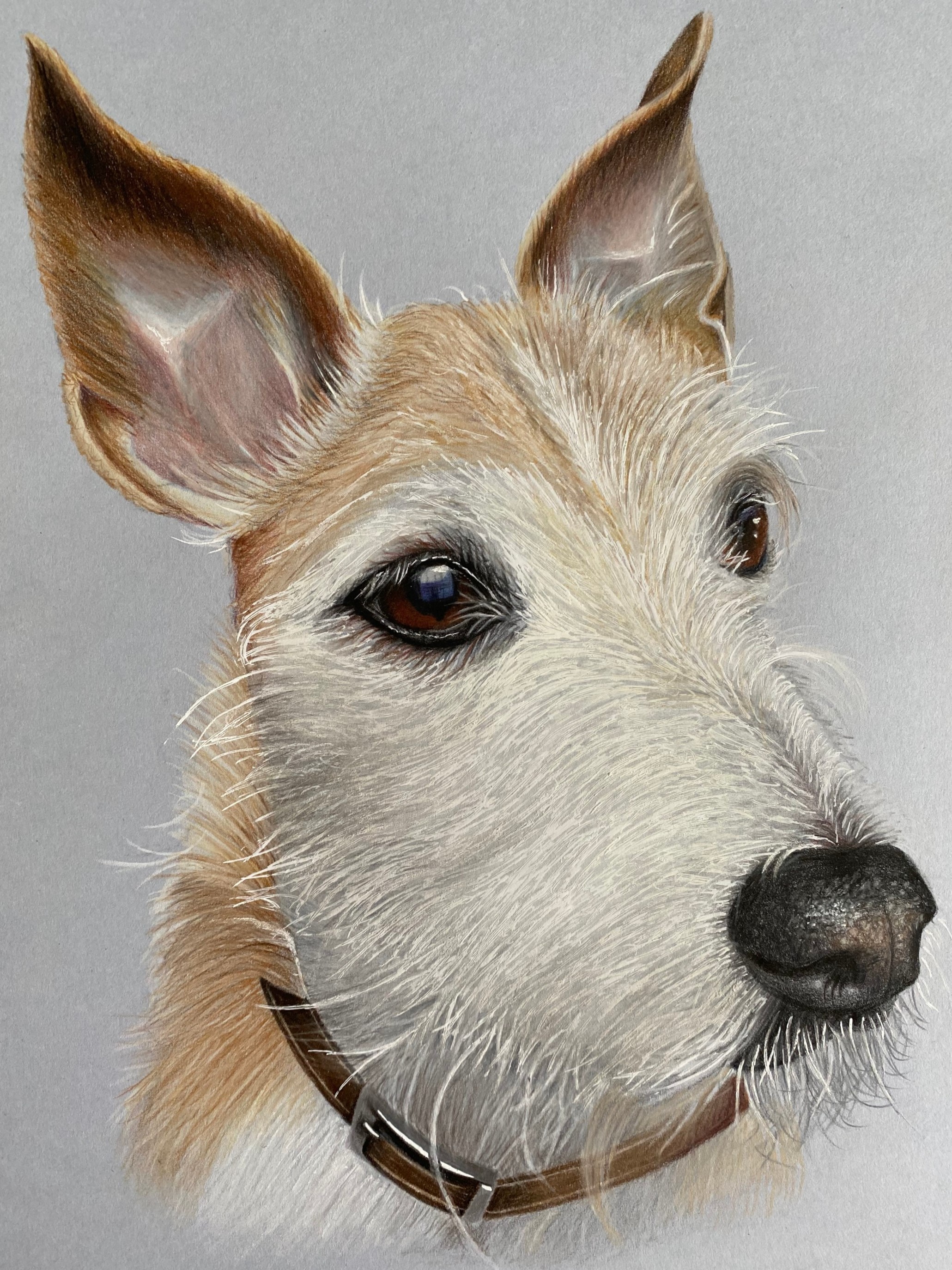 Osborne_Pet_&_Wildlife_Portraits Osborne_Pet_And_Wildlife_Portraits Baz Jack_Russell_Portrait_Somerset