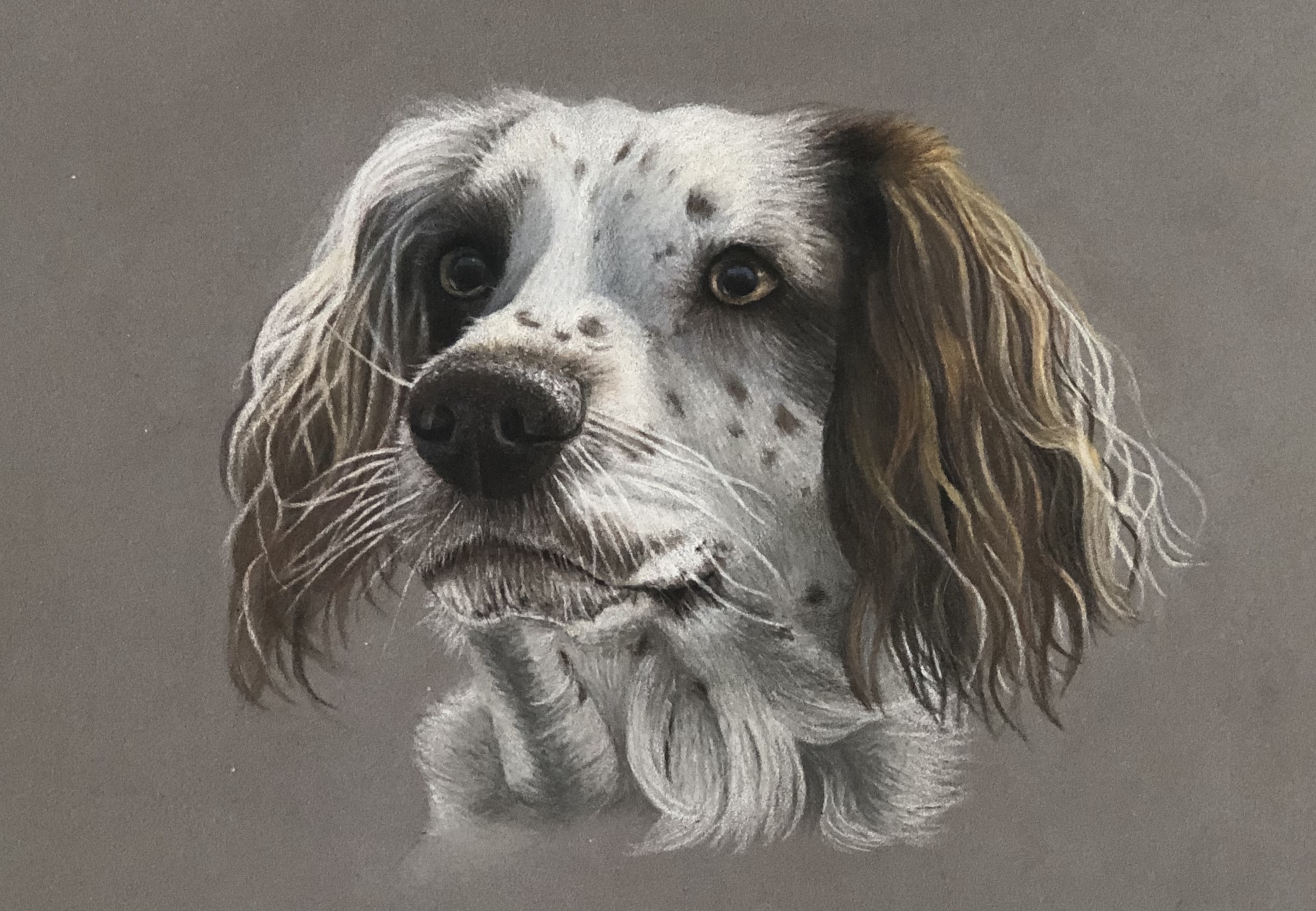 Osborne_Pet_&_Wildlife_Portraits Osborne_Pet_And_Wildlife_Portraits Drawing_Springer_Spaniel Springer_Spaniel_Portrait