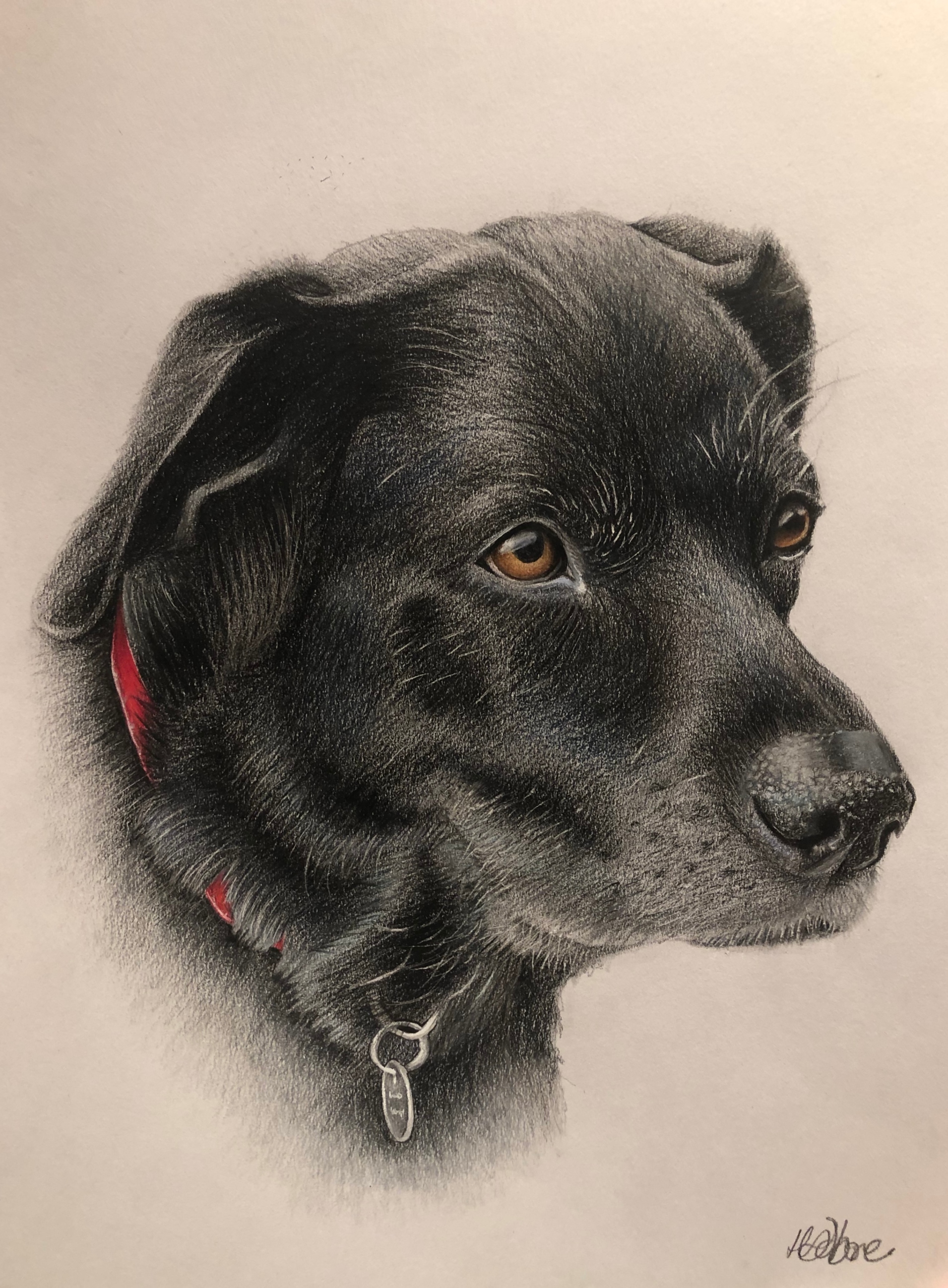 Jess Black_Lab_Portrait_Somerset Osborne_Pet_&_Wildlife_Portraits Osborne_Pet_And_Wildlife_Portraits