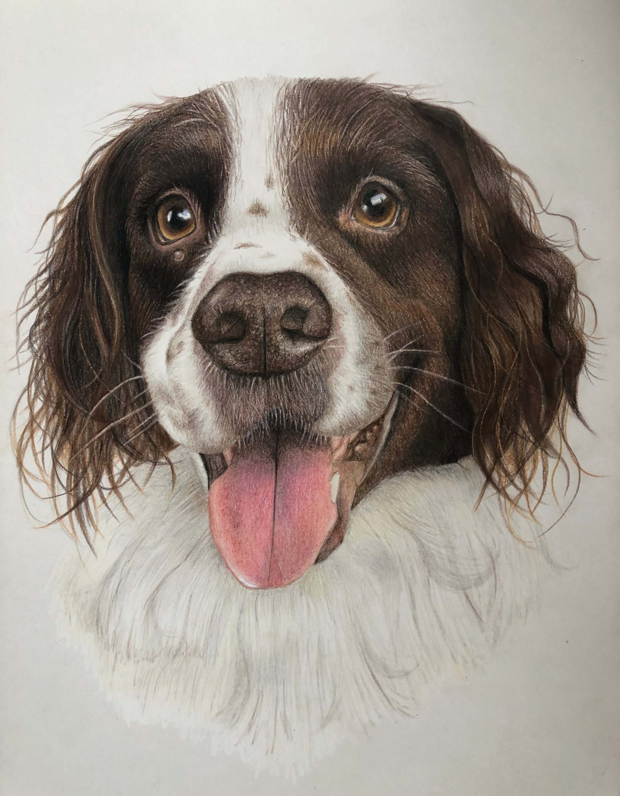 Osborne_Pet_&_Wildlife_Portraits Osborne_Pet_And_Wildlife_Portraits Drawing_Springer_Spaniel Springer_Spaniel_Portrait
