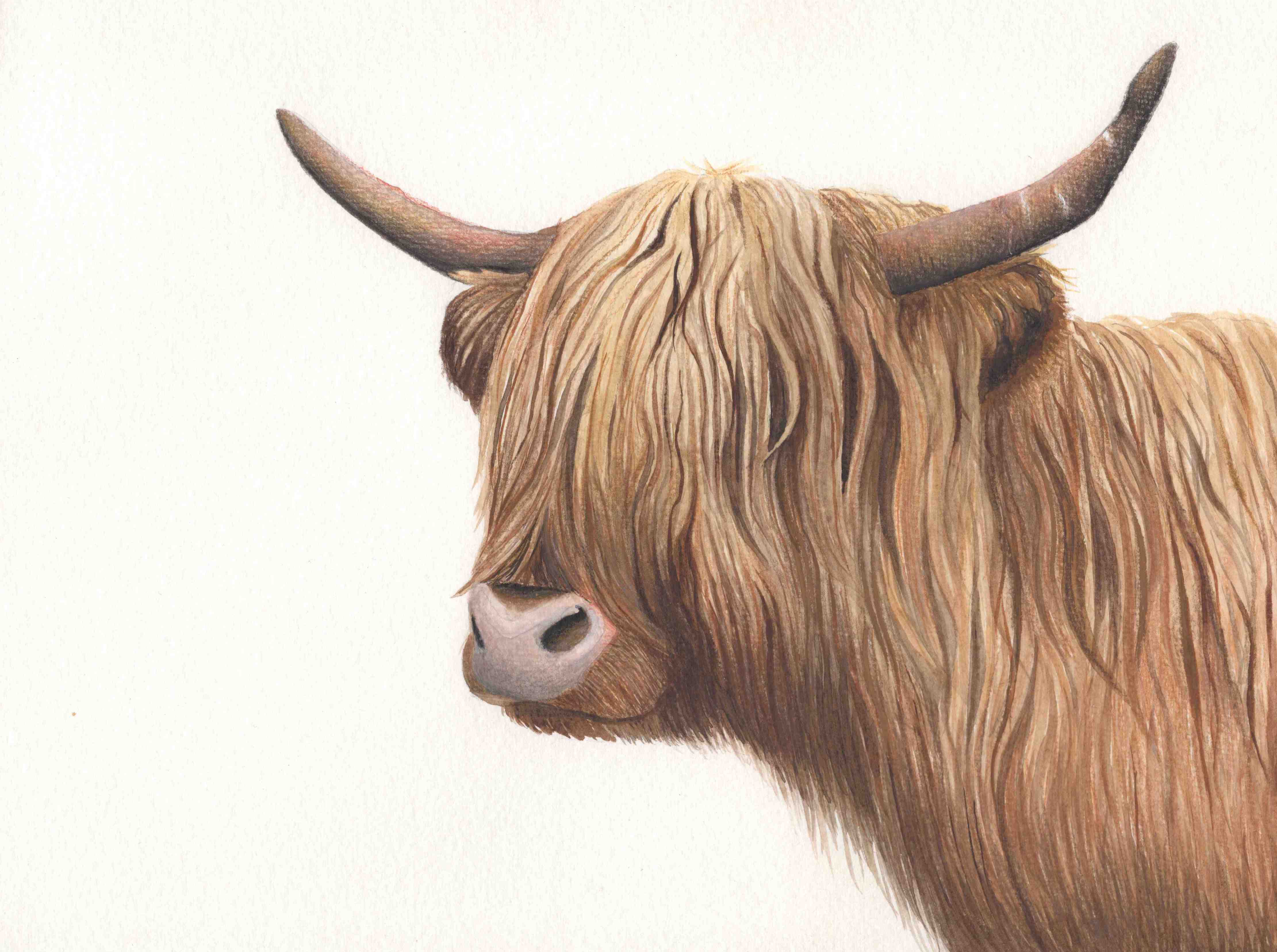 Highland Cow