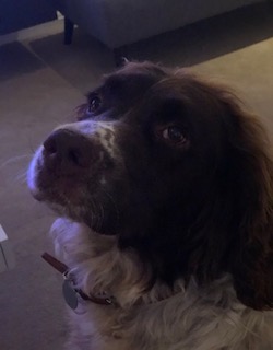 This image was taken in the evening and in a room which was far too dark to make it a good reference photo. The TV is also casting a blue tinge onto Todd's fur, altering his true colouring.