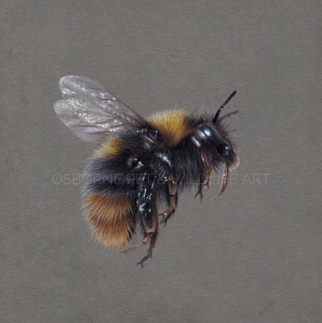 Bee 3